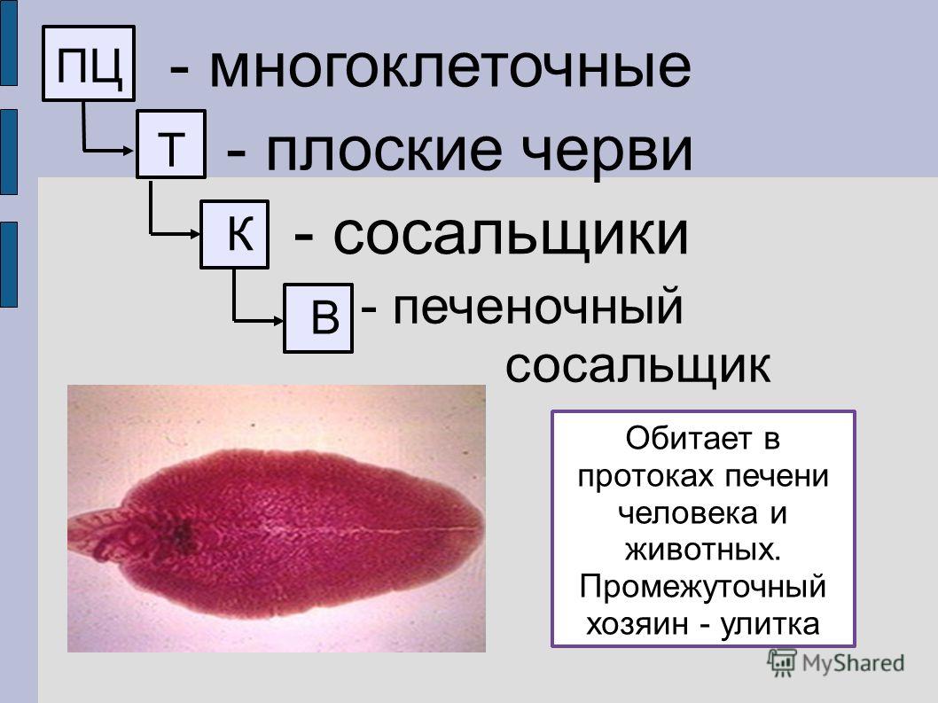 Как найти официальный сайт кракен